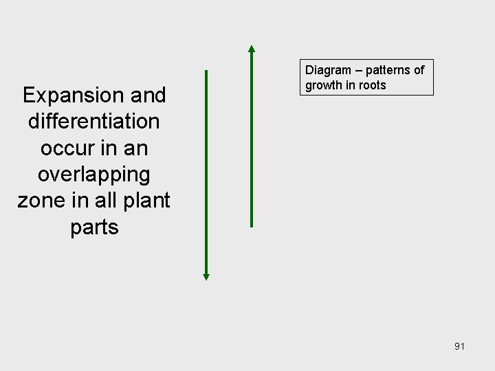 Expansion and differentiation occur in an overlapping zone in all plant parts Diagram – Expansion and differentiation occur in an overlapping zone in all plant parts Diagram –