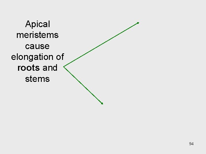 Apical meristems cause elongation of roots and stems 94 Apical meristems cause elongation of roots and stems 94