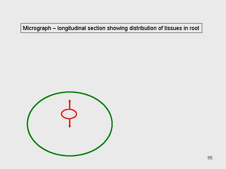 Micrograph – longitudinal section showing distribution of tissues in root 95 Micrograph – longitudinal section showing distribution of tissues in root 95