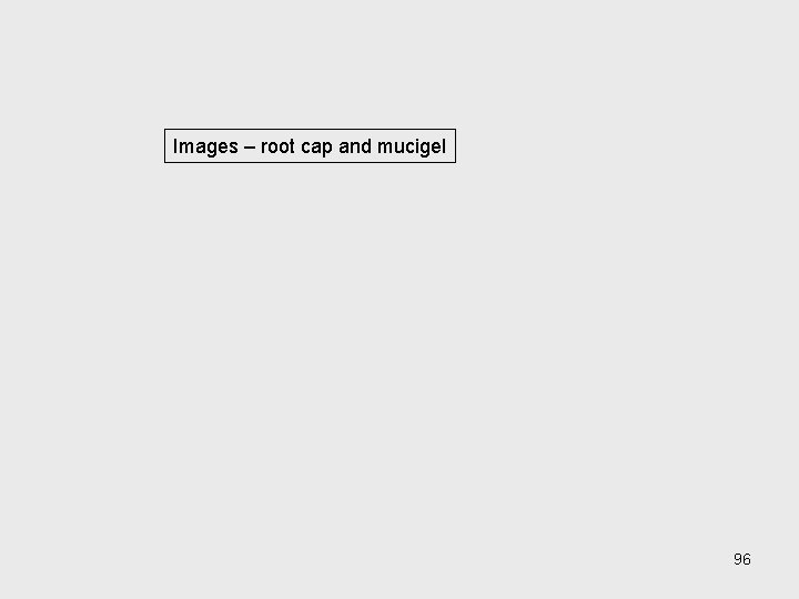 Images – root cap and mucigel 96 Images – root cap and mucigel 96