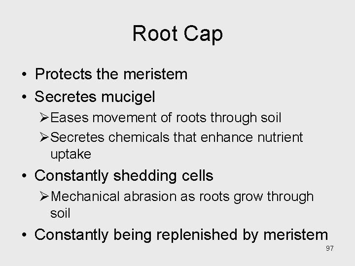 Root Cap • Protects the meristem • Secretes mucigel ØEases movement of roots through Root Cap • Protects the meristem • Secretes mucigel ØEases movement of roots through