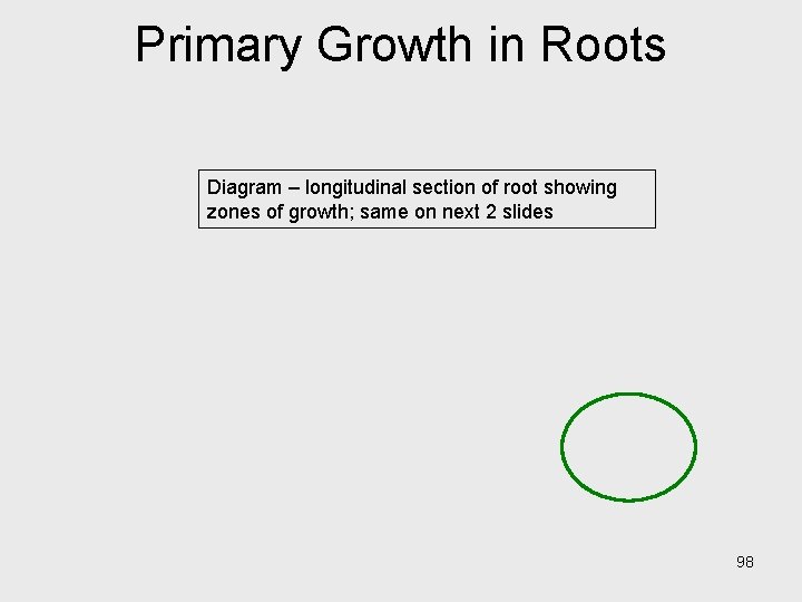 Primary Growth in Roots Diagram – longitudinal section of root showing zones of growth; Primary Growth in Roots Diagram – longitudinal section of root showing zones of growth;