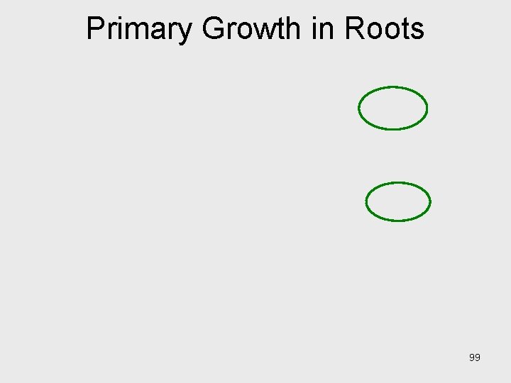 Primary Growth in Roots 99 Primary Growth in Roots 99