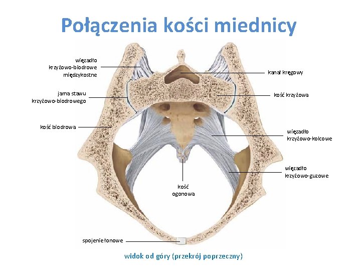 Połączenia kości miednicy więzadło krzyżowo-biodrowe międzykostne kanał kręgowy jama stawu krzyżowo-biodrowego kość krzyżowa kość