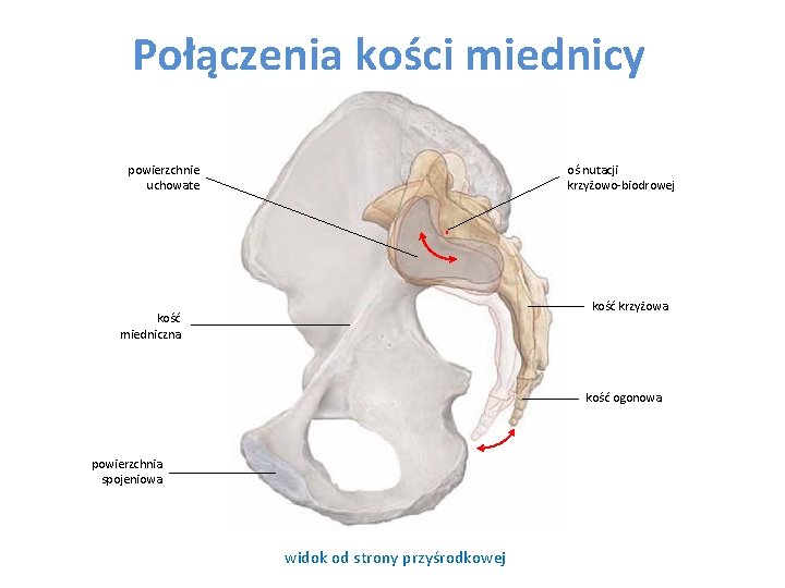 Połączenia kości miednicy powierzchnie uchowate oś nutacji krzyżowo-biodrowej kość krzyżowa kość miedniczna kość ogonowa