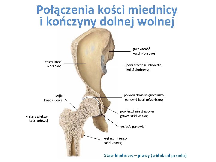 Połączenia kości miednicy i kończyny dolnej wolnej guzowatość kości biodrowej talerz kości biodrowej szyjka