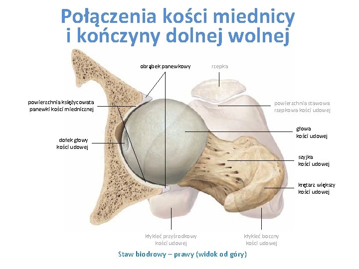 Połączenia kości miednicy i kończyny dolnej wolnej obrąbek panewkowy rzepka powierzchnia księżycowata panewki kości