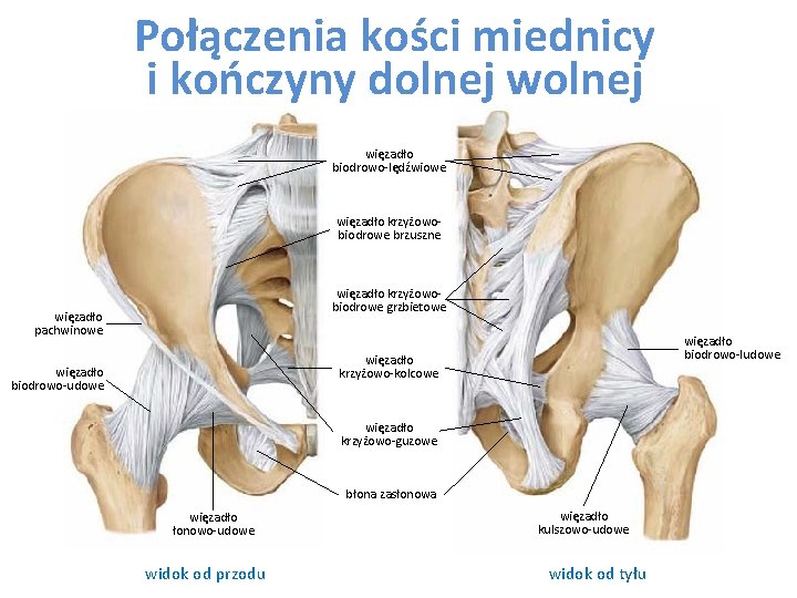 Połączenia kości miednicy i kończyny dolnej więzadło biodrowo-lędźwiowe więzadło krzyżowobiodrowe brzuszne więzadło krzyżowobiodrowe grzbietowe