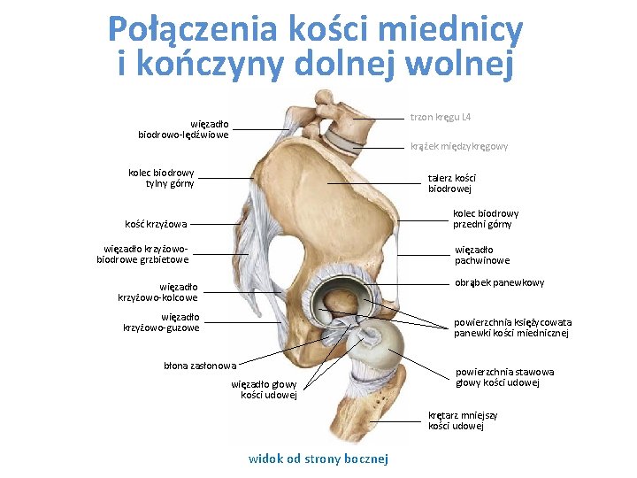 Połączenia kości miednicy i kończyny dolnej wolnej trzon kręgu L 4 więzadło biodrowo-lędźwiowe krążek