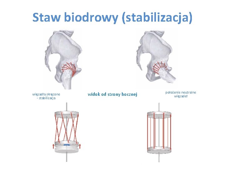 Staw biodrowy (stabilizacja) cofanie więzadła skręcone - stabilizacja widok od strony bocznej położenie neutralne