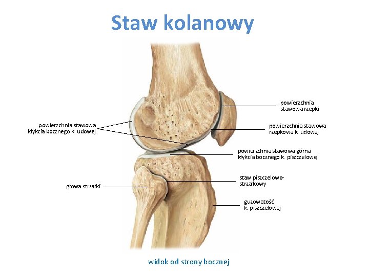 Staw kolanowy powierzchnia stawowa rzepki powierzchnia stawowa kłykcia bocznego k. udowej powierzchnia stawowa rzepkowa