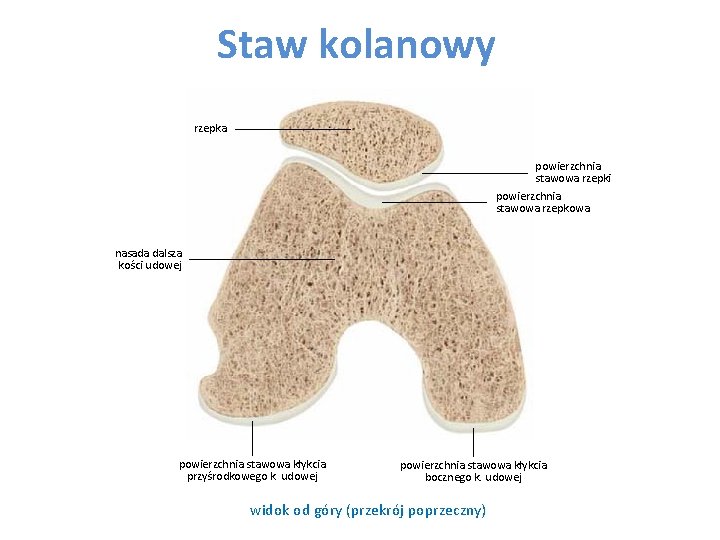 Staw kolanowy rzepka powierzchnia stawowa rzepki powierzchnia stawowa rzepkowa nasada dalsza kości udowej powierzchnia