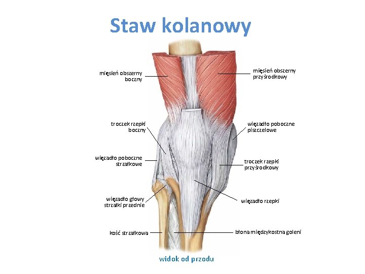 Staw kolanowy mięsień obszerny przyśrodkowy mięsień obszerny boczny troczek rzepki boczny więzadło poboczne piszczelowe