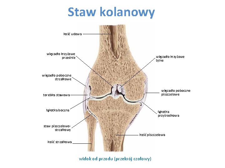 Staw kolanowy kość udowa więzadło krzyżowe przednie więzadło krzyżowe tylne więzadło poboczne strzałkowe więzadło