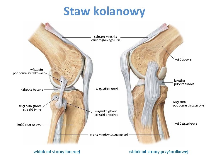 Staw kolanowy ścięgno mięśnia czworogłowego uda kość udowa więzadło poboczne strzałkowe łąkotka przyśrodkowa łąkotka