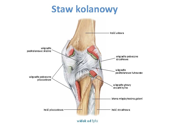 Staw kolanowy kość udowa więzadło podkolanowe skośne więzadło poboczne strzałkowe więzadło podkolanowe łukowate więzadło