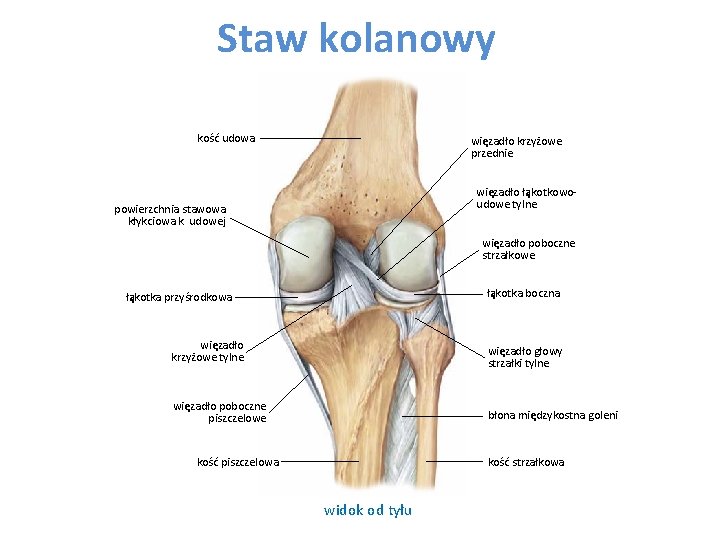 Staw kolanowy kość udowa więzadło krzyżowe przednie więzadło łąkotkowoudowe tylne powierzchnia stawowa kłykciowa k.