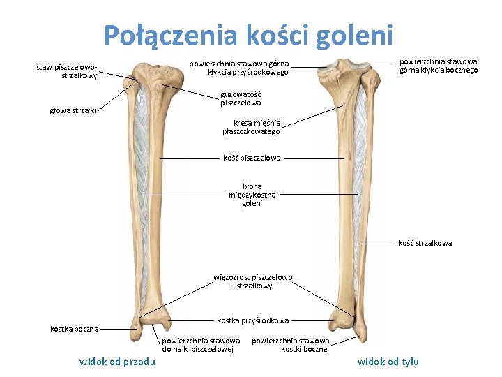 Połączenia kości goleni staw piszczelowostrzałkowy głowa strzałki powierzchnia stawowa górna kłykcia przyśrodkowego powierzchnia stawowa