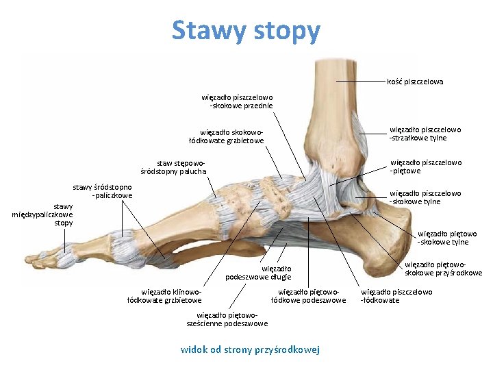 Stawy stopy kość piszczelowa więzadło piszczelowo -skokowe przednie więzadło piszczelowo -strzałkowe tylne więzadło skokowołódkowate