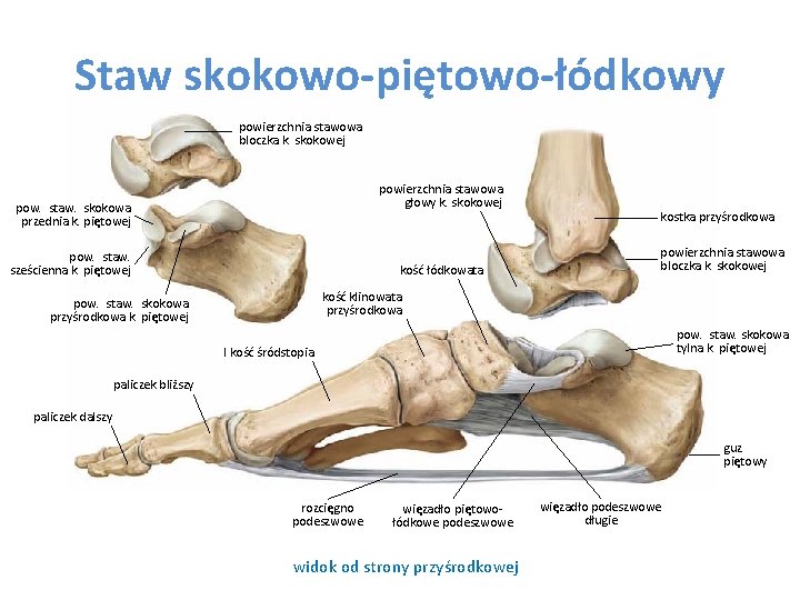 Staw skokowo-piętowo-łódkowy powierzchnia stawowa bloczka k. skokowej powierzchnia stawowa głowy k. skokowej pow. staw.