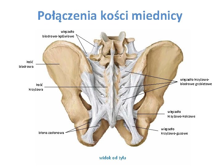 Połączenia kości miednicy więzadło biodrowo-lędźwiowe kość biodrowa więzadło krzyżowobiodrowe grzbietowe kość krzyżowa więzadło krzyżowo-kolcowe