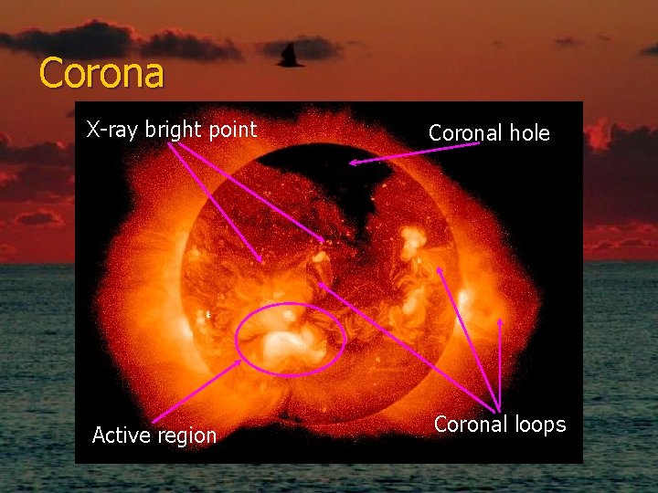 Corona X-ray bright point Coronal hole Active region Coronal loops 