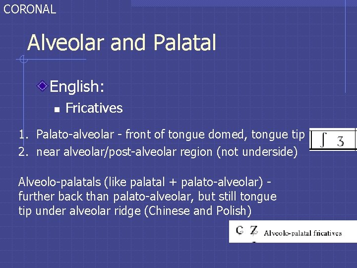 CORONAL Alveolar and Palatal English: n Fricatives 1. Palato-alveolar - front of tongue domed, CORONAL Alveolar and Palatal English: n Fricatives 1. Palato-alveolar - front of tongue domed,