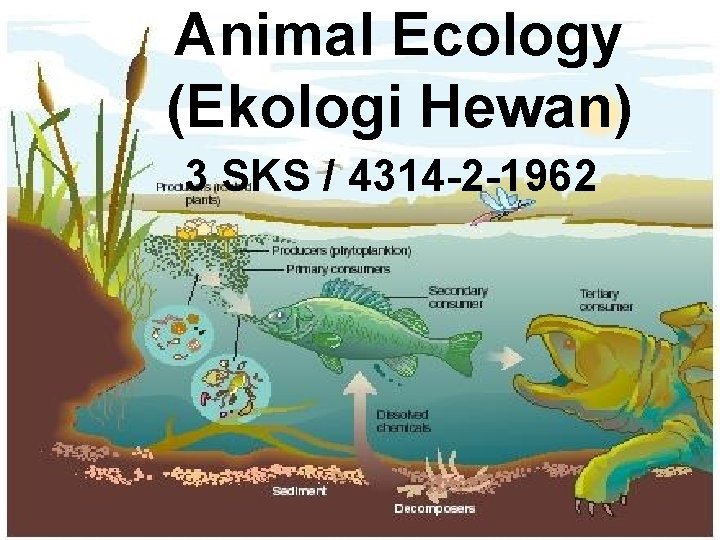 Animal Ecology (Ekologi Hewan) 3 SKS / 4314 -2 -1962 