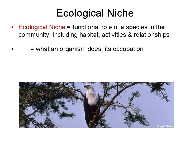 Ecological Niche • Ecological Niche = functional role of a species in the community,