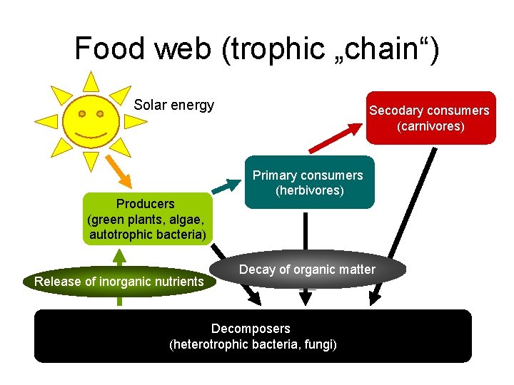 Food web (trophic „chain“) Solar energy Producers (green plants, algae, autotrophic bacteria) Release of