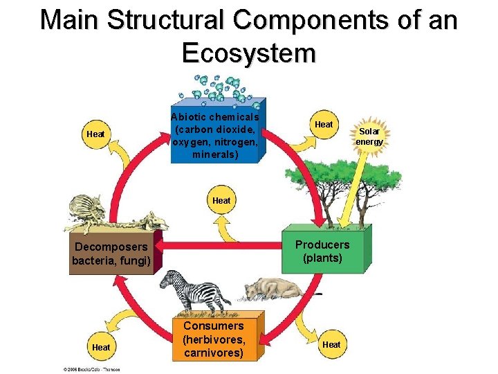 Main Structural Components of an Ecosystem Heat Abiotic chemicals (carbon dioxide, oxygen, nitrogen, minerals)