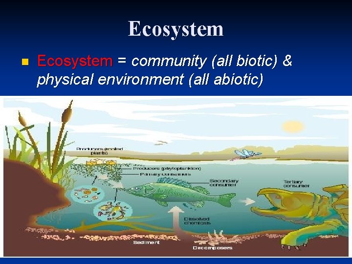 Ecosystem n Ecosystem = community (all biotic) & physical environment (all abiotic) 