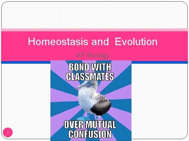 Homeostasis and Evolution AP Biology 1 