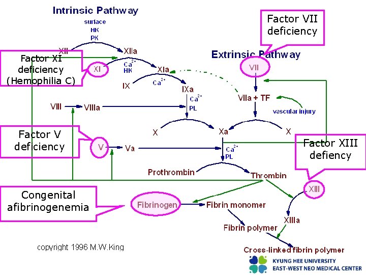 Factor VII deficiency Factor XI deficiency (Hemophilia C) Factor V deficiency Congenital afibrinogenemia Factor