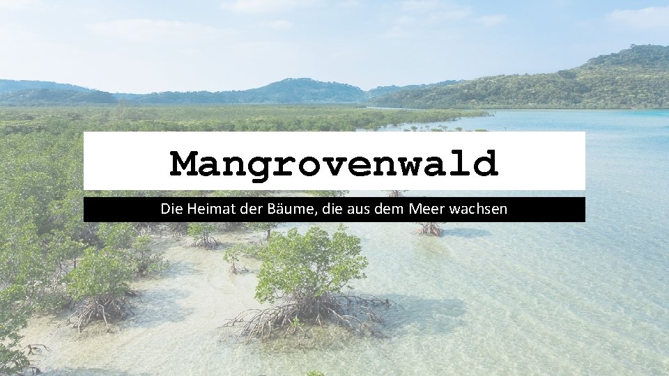 Mangrovenwald Die Heimat der Bäume, die aus dem Meer wachsen 