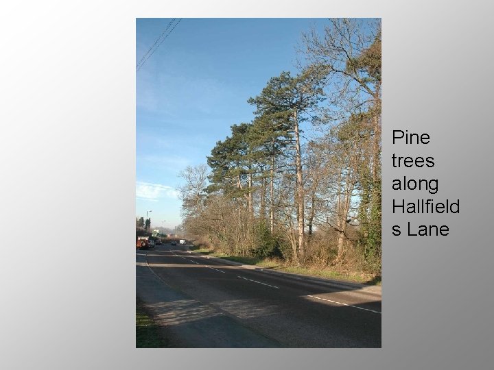 Pine trees along Hallfield s Lane 