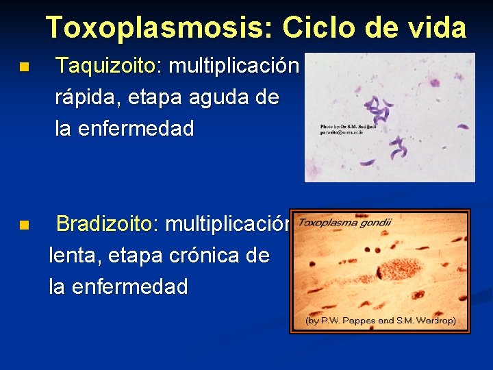 Toxoplasmosis: Ciclo de vida n Taquizoito: multiplicación rápida, etapa aguda de la enfermedad n