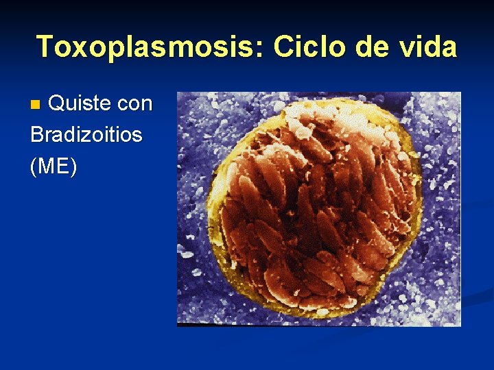 Toxoplasmosis: Ciclo de vida Quiste con Bradizoitios (ME) n 