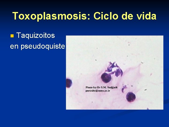 Toxoplasmosis: Ciclo de vida Taquizoitos en pseudoquiste n 