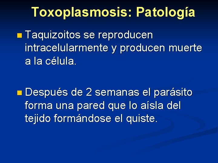 Toxoplasmosis: Patología n Taquizoitos se reproducen intracelularmente y producen muerte a la célula. n