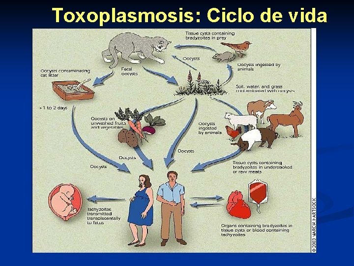 Toxoplasmosis: Ciclo de vida 