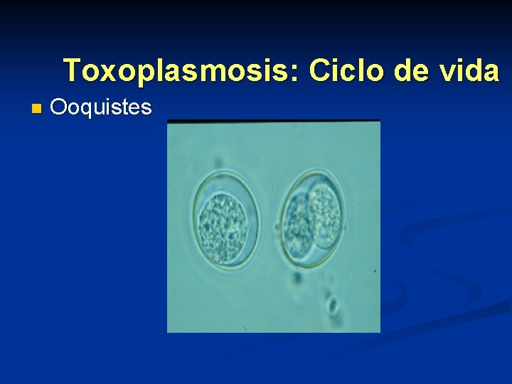 Toxoplasmosis: Ciclo de vida n Ooquistes 