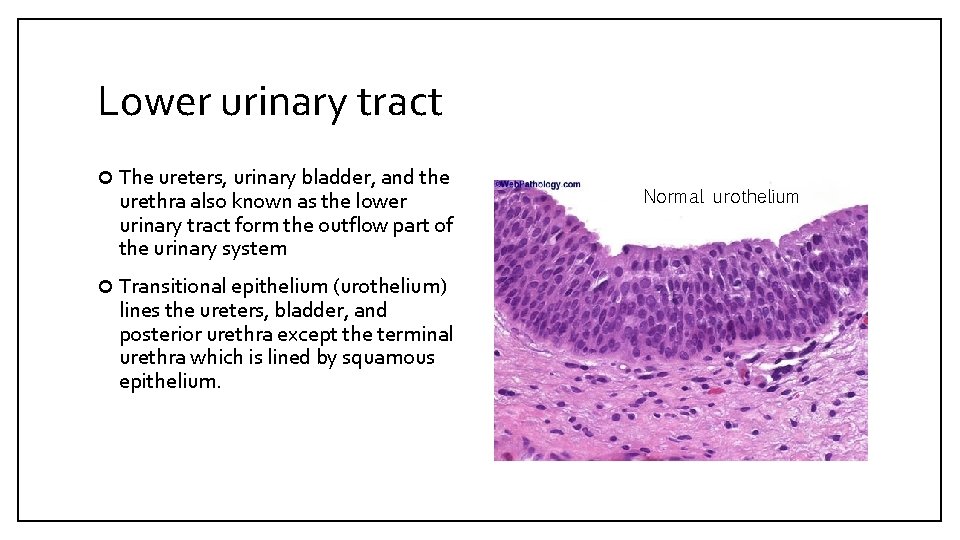 Lower urinary tract The ureters, urinary bladder, and the urethra also known as the