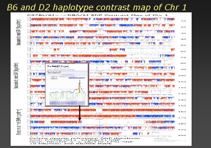 B 6 and D 2 haplotype contrast map of Chr 1 