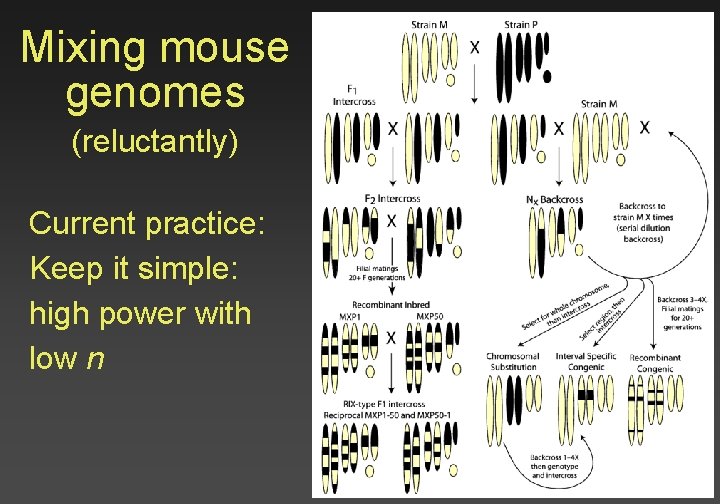 Mixing mouse genomes (reluctantly) Current practice: Keep it simple: high power with low n