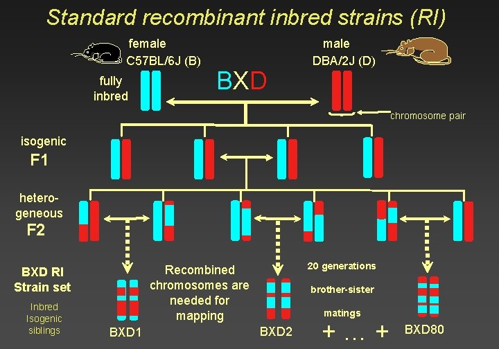 Standard recombinant inbred strains (RI) female C 57 BL/6 J (B) fully inbred BXD