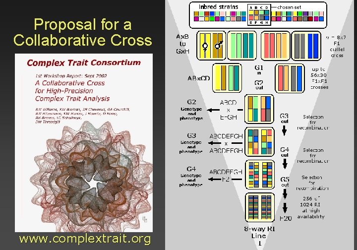 Proposal for a Collaborative Cross www. complextrait. org 