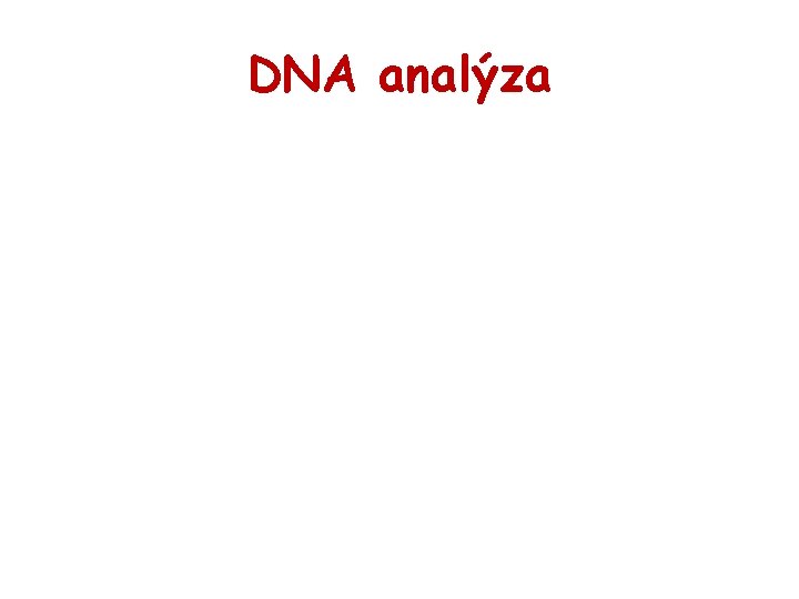 DNA analýza 