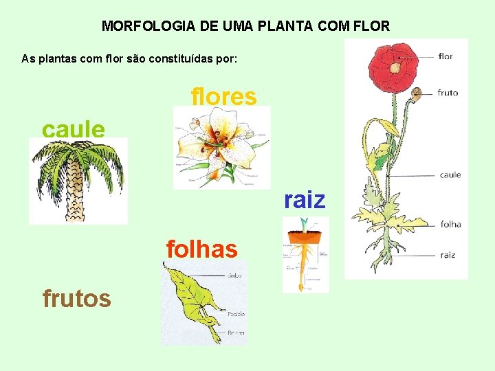 MORFOLOGIA DE UMA PLANTA COM FLOR As plantas com flor são constituídas por: flores
