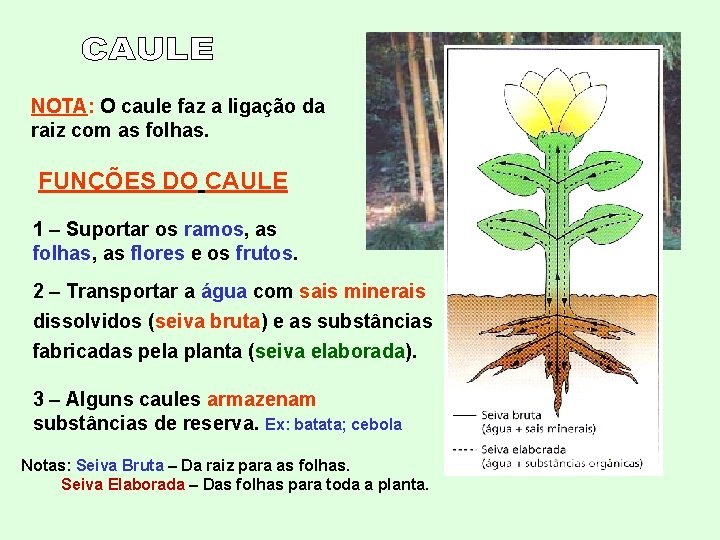 NOTA: O caule faz a ligação da raiz com as folhas. FUNÇÕES DO CAULE